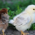 Of friends and chickens