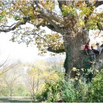 Remarkable Trees of Virginia: Luray chinquapin oak