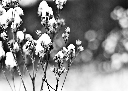 snow flowers_