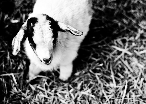baby goat black and white