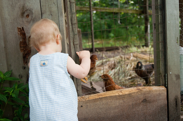 Silas with chicks