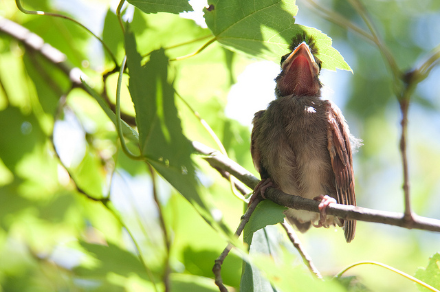 Cardinal fledgling