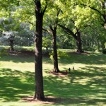 Remakable Trees of Virgnia: Dethroned Champion Black Walnut at Montpelier