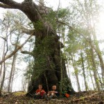 Our Remarkable Trees of Virginia Adventure