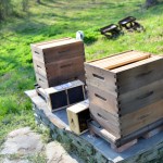 Two Hives of Busy Bees