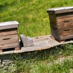 Honeybee News