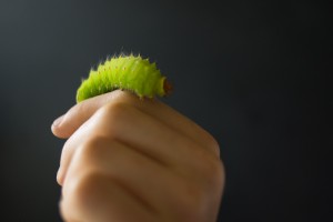 polyphemus caterpillar