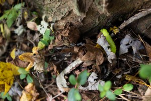 polyphemus caterpillar