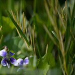 Larkspur, the violets (and Weasel)