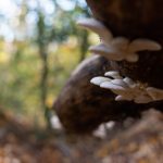 Mushrooms {Growing and Making}