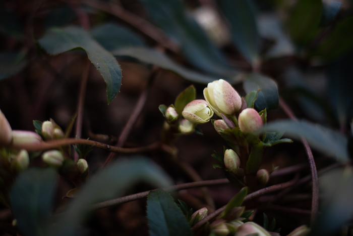 lenten rose