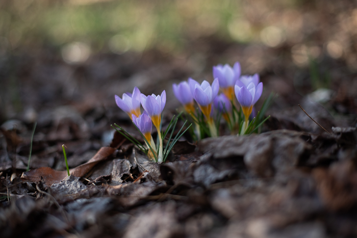 crocus